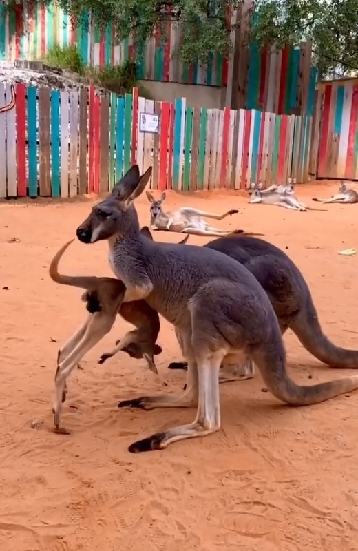 The mother kangaroo prevents the little kangaroo from entering the bag and tries.jpg
